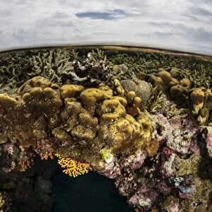 A colorful coral reef grows in shallow water in the Solomon Islands