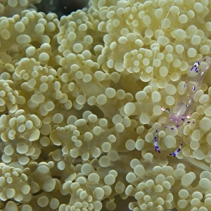 Commensal shrimp on soft coral, Papua New Guinea