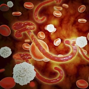 Conceptual image of ebola virus in blood stream