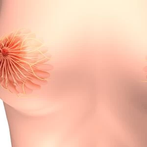 Conceptual image of female breast anatomy
