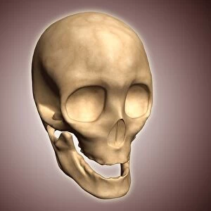 Conceptual image of human skull, perspective view