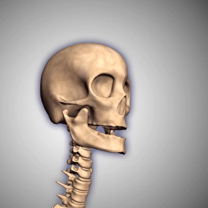Conceptual image of human skull and spinal cord