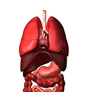 Conceptual image of internal organs of the respiratory and digestive systems
