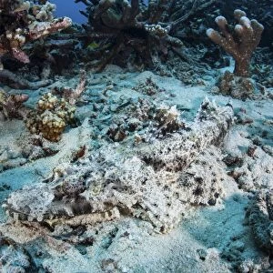 A Crocodilefish lays on the seafloor near an artificial reef