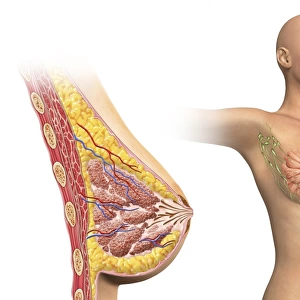 Cutaway view of female breast with woman figure showing lymphatic glands
