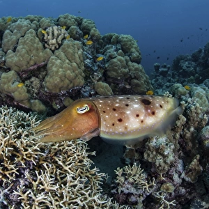A cuttlefish lays eggs in a fire coral on a reef in the Solomon Islands