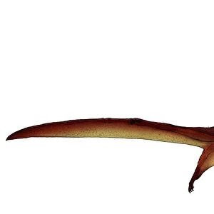 Darwinopterus, a pterosaur from the Jurassic period