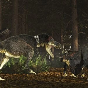 Daspletosaurus confronts a family of Chasmosaurus