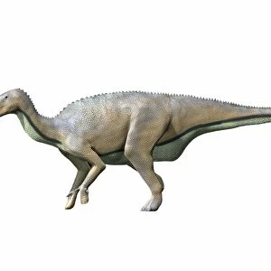 Delapparentia turolensis, Early Cretaceous of Spain