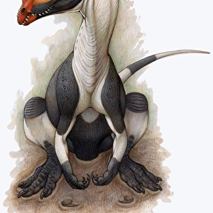 A Dilophosaurus dinosaur of the Jurassic Period