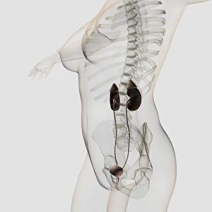 Three dimensional view of female urinary system