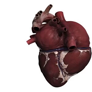 Three dimensional view of human heart, back