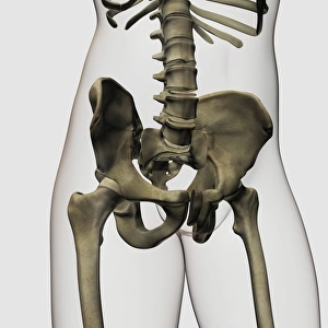 Three dimensional view of human pelvic bones