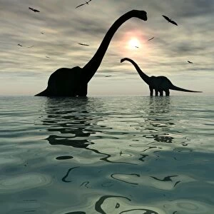 Diplodocus dinosaurs bathe in a large body of water