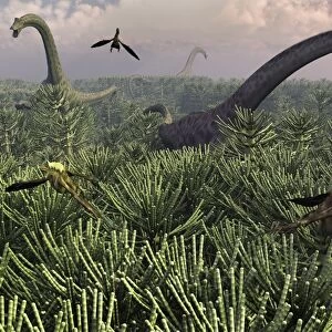 Diplodocus dinosaurs of the sauropod family