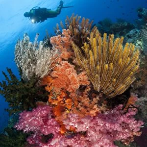 A diver approaches colorful soft corals and crinoids on the reefs of Raja Ampat
