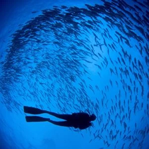 Diver and a large school of bigeye trevally, Papua New Guinea