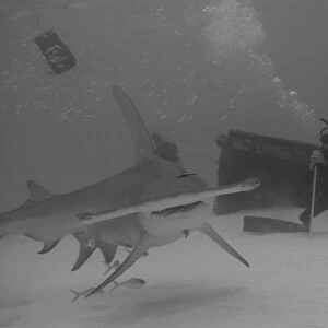 A diver watches a great hammerhead shark in Bimini in the Bahamas