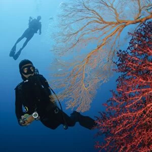Divers swimming by sea fans, Indonesia
