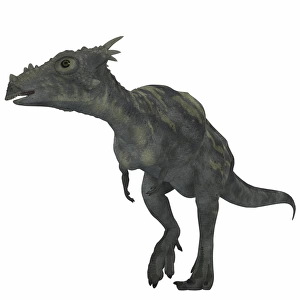 Dracorex dinosaur