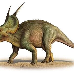 Einiosaurus procurvicornis, a prehistoric era