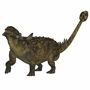 Euoplocephalus armored dinosaur from the Cretaceous Period