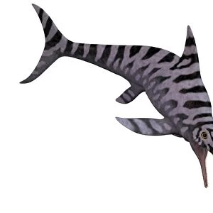 Eurhinosaurus, an extinct genus of ichthyosaur
