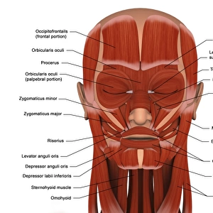 Facial muscles of the human head (with labels)