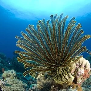A feather star with arms extended, Papua New Guinea