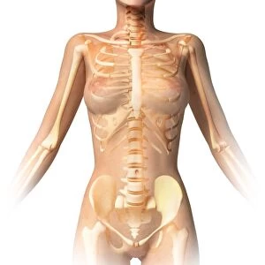 Female body with bone skeleton and internal organs superimposed