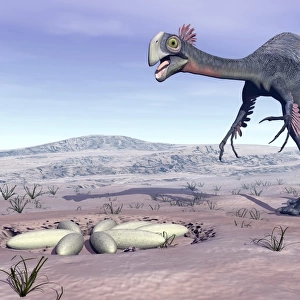 Female Gigantoraptor dinosaur walking to its nest full of eggs