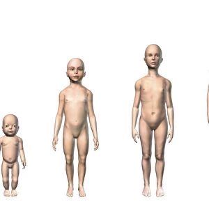 Female human body scheme of different age stages