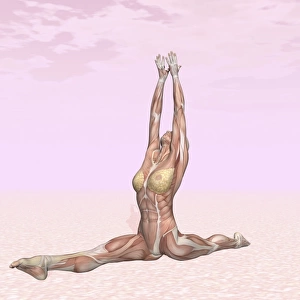 Female musculature performing monkey yoga pose