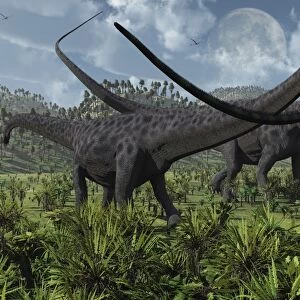 Two giant Diplodocus herbivore dinosaurs grazing during the Jurassic period on Earth