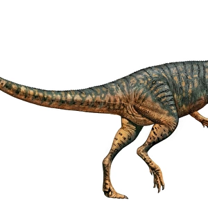 Gojirasaurus dinosaur