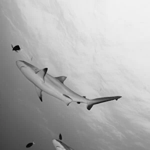 Gray reef sharks. Papua New Guinea