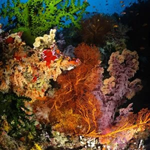 Hard coral and soft coral seascape, Fiji