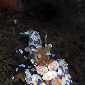 Harlequin shrimp eating the arm of a starfish, Bali, Indonesia