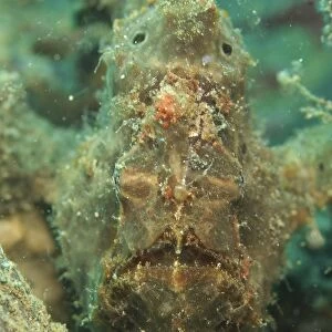 Head on shot of a brown frogfish, North Sulawesi