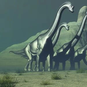 A herd of Brachiosaurus dinosaurs pass a high bluff