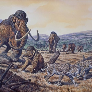 A herd of Woolly Mammoth and Scimitar Sabertooth, Pleistocene Epoch