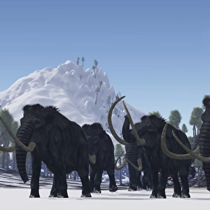 A herd of Woolly Mammoths migrate to a warmer climate in the Pleistocene Age