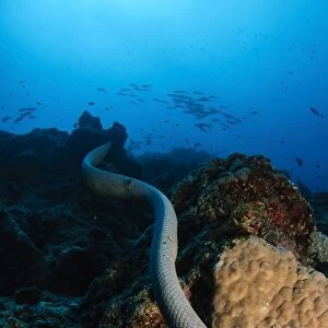 Highly venomous Olive Sea Snake, Australia