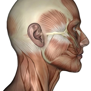 Human anatomy of female facial muscles, profile view