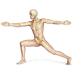 Human male in athletic dynamic posture, with skeleton superimposed