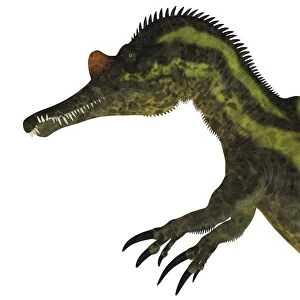 Ichthyovenator dinosaur head
