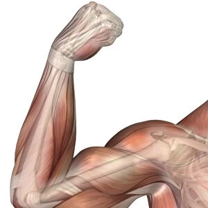 Illustration of a flexed arm showing human bicep muscle