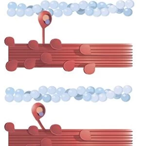 Illustration of muscle contraction