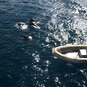 An inflatable boat travels alongside dolphins in the Atlantic Ocean