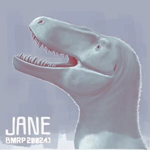Jane is a fossil specimen of small tyrannosaurid dinosaur